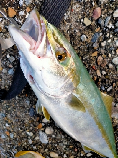 ハマチ45cmぐらい2匹