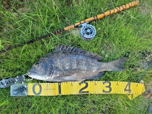 チヌ落とし込み