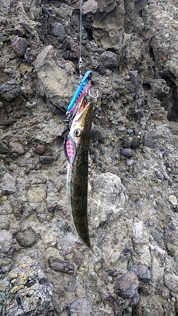 タイドグラフ通りの釣果