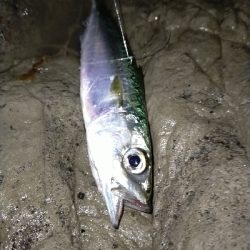 ショアジグサビキで小サバ
