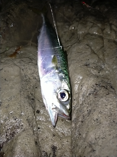 ショアジグサビキで小サバ