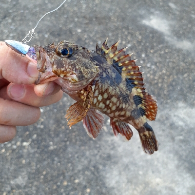 安定のガシリング