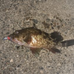 安定のガシリング