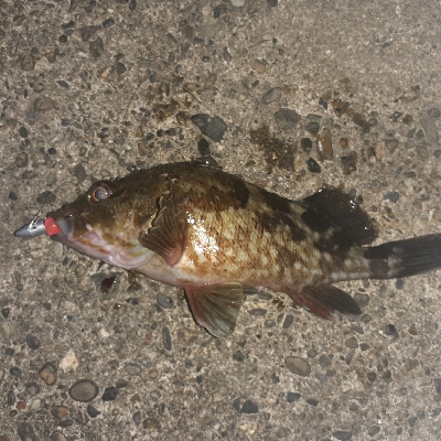 安定のガシリング