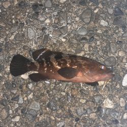 苦潮でガシラはツライみたいです。