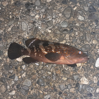 苦潮でガシラはツライみたいです。