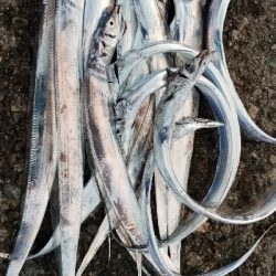 タチウオ釣り　好調