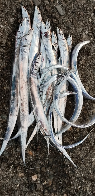 タチウオ釣り　好調