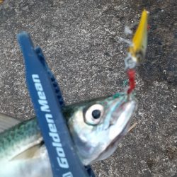 大潮初日に青物狙うもサバ