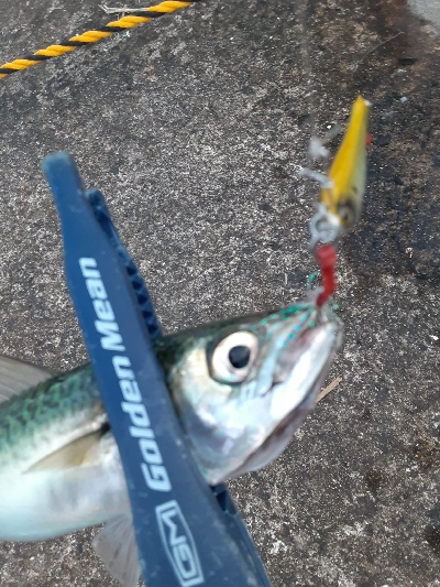 大潮初日に青物狙うもサバ