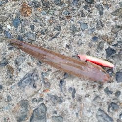 今日も色々釣れました