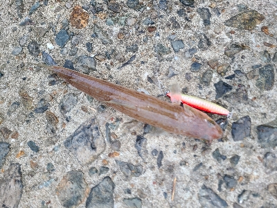 今日も色々釣れました