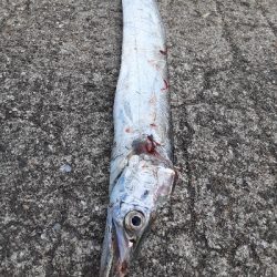 ついに今期初タチウオ