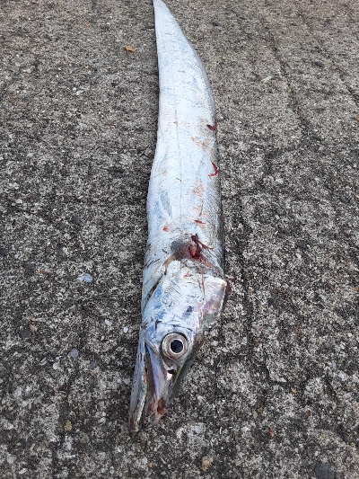 ついに今期初タチウオ