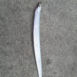 朝は根魚 夕方は太刀魚