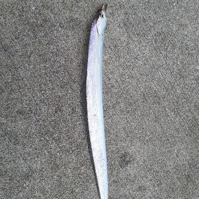 朝は根魚 夕方は太刀魚