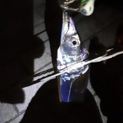 今年はタチウオ例年通りか！？