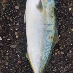 青物からキス狙いまで