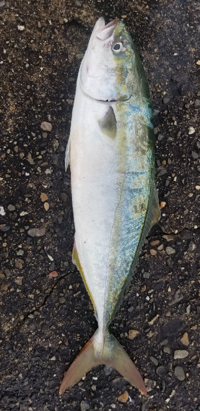 青物からキス狙いまで