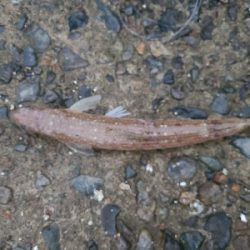 久しぶりのマゴチ