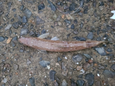 久しぶりのマゴチ