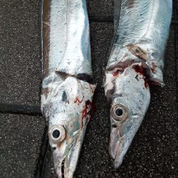 タチウオ複数安打