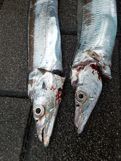 タチウオ複数安打