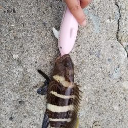 アコウ ガシラ キス 五目釣り