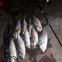 やっぱ、アジングは楽しい