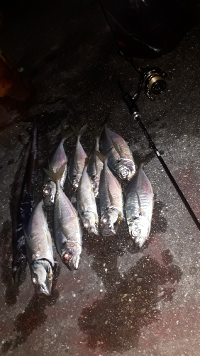 やっぱ、アジングは楽しい