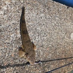 朝マズメの新川河口にて