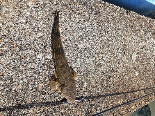 朝マズメの新川河口にて