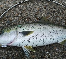 昼間の上げ潮にて