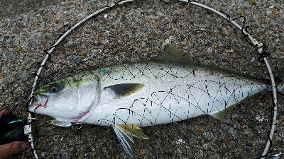 昼間の上げ潮にて