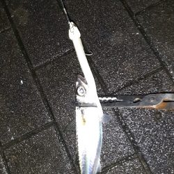 タチウオ下降気味!?