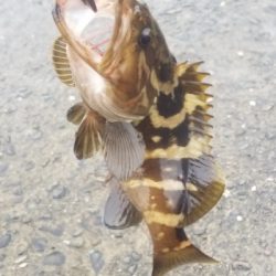 エギングでクエだ！