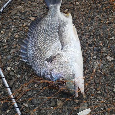 台風前調査してきました