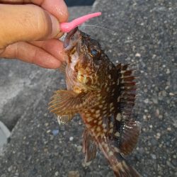 台風直前調査に行って来ました