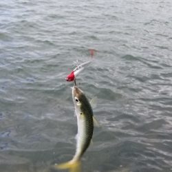 淀川でサバゲー。