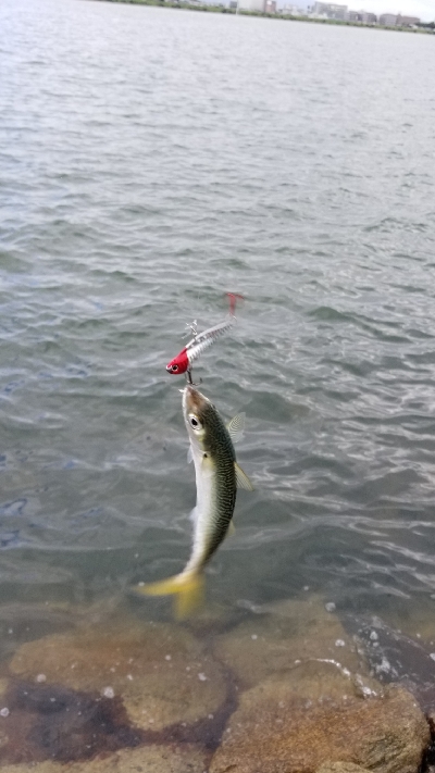 淀川でサバゲー。