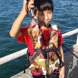 のませでガシラが釣れました