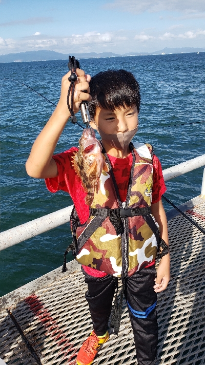 のませでガシラが釣れました