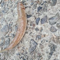 小さいサイズでした