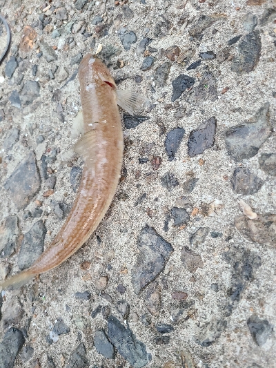 小さいサイズでした