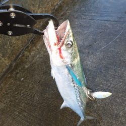 遠方へ行って来ました