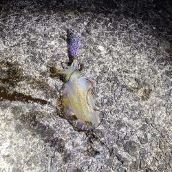 アジングのちエギング