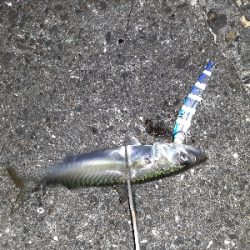 沖堤で青物狙い