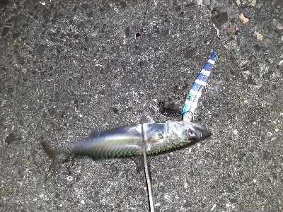 沖堤で青物狙い