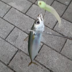 タチウオ消えた