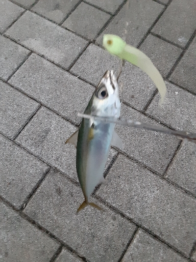 タチウオ消えた